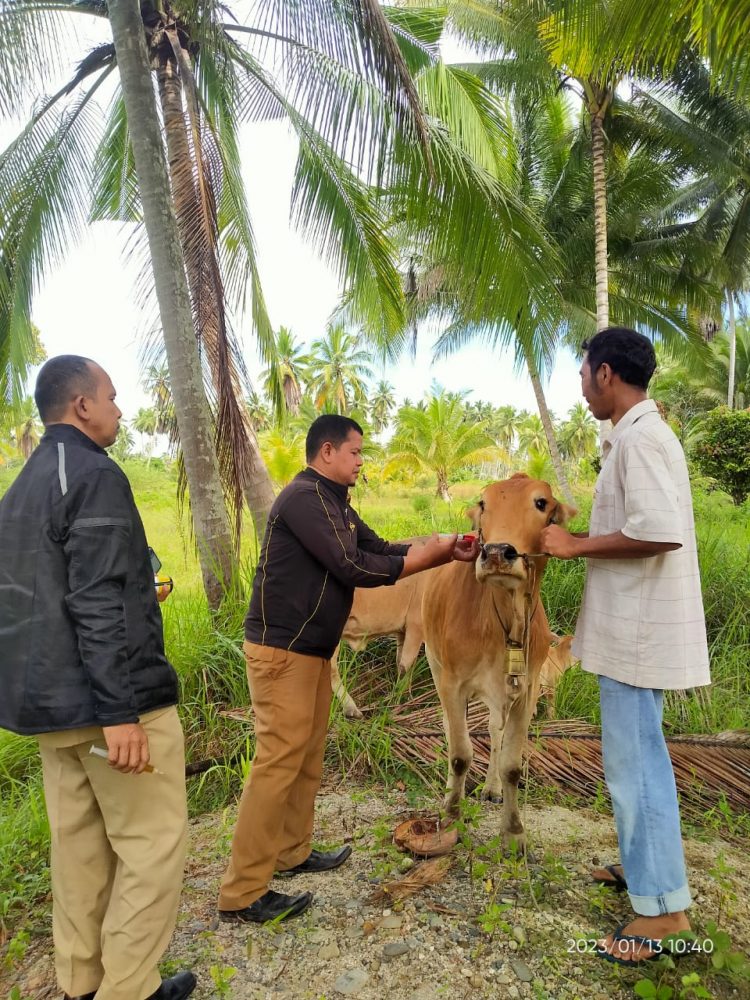 Diduga Diserang Penyakit Se Delapan Kerbau Dan Sapi Mati Mendadak Di